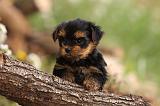 YORKSHIRE TERRIER 568